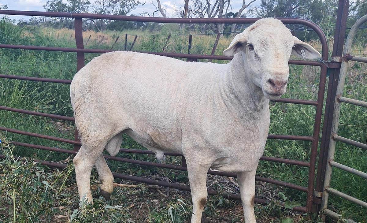 Aussie White Sheep