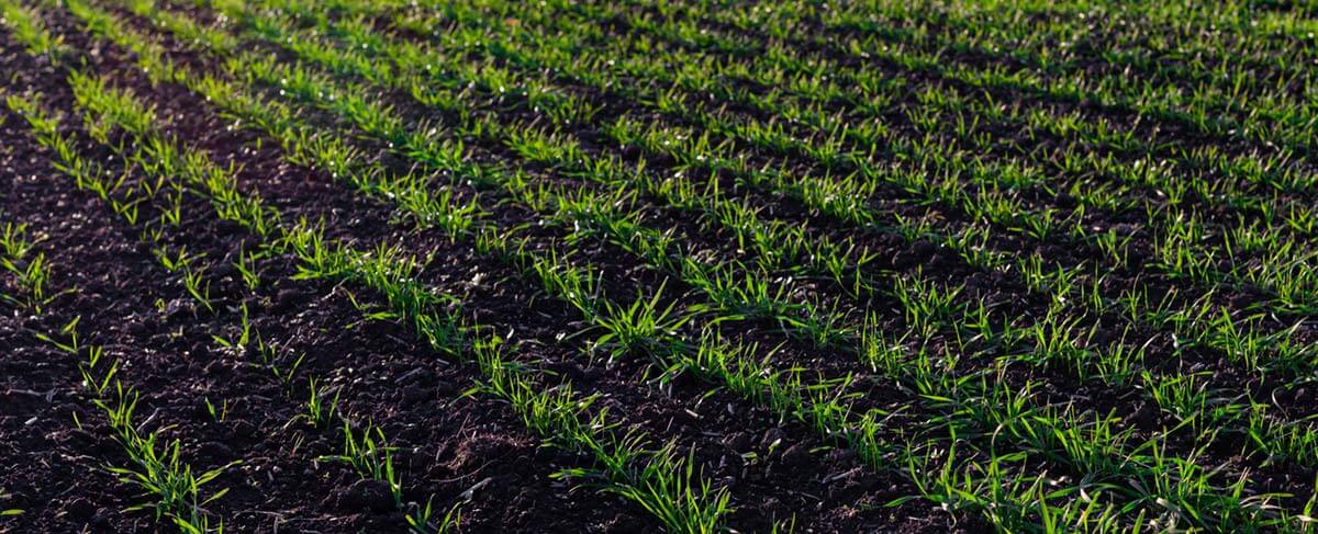 Seedlings in dark soil