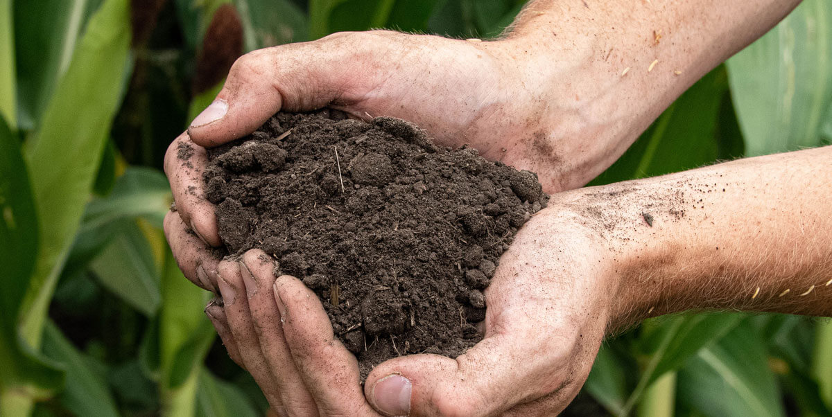 A handful of healthy soil derived from crop rotation practices