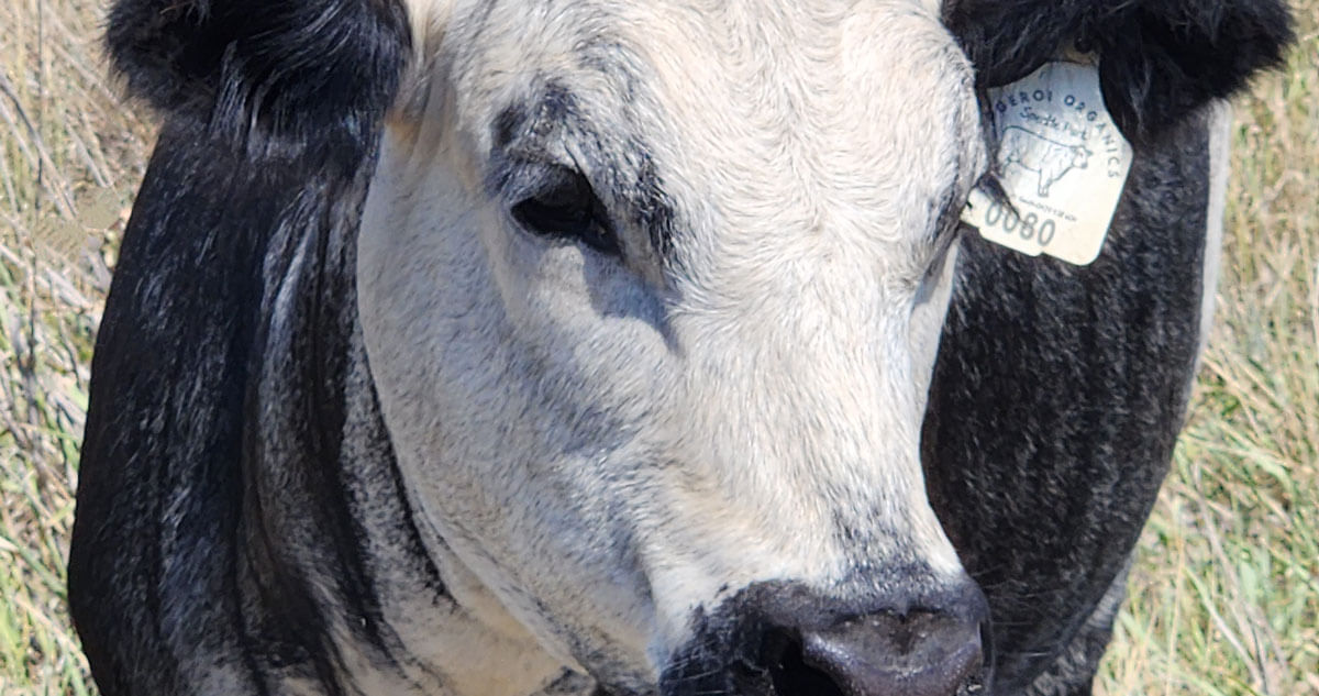 A young healthy Speckle park cow