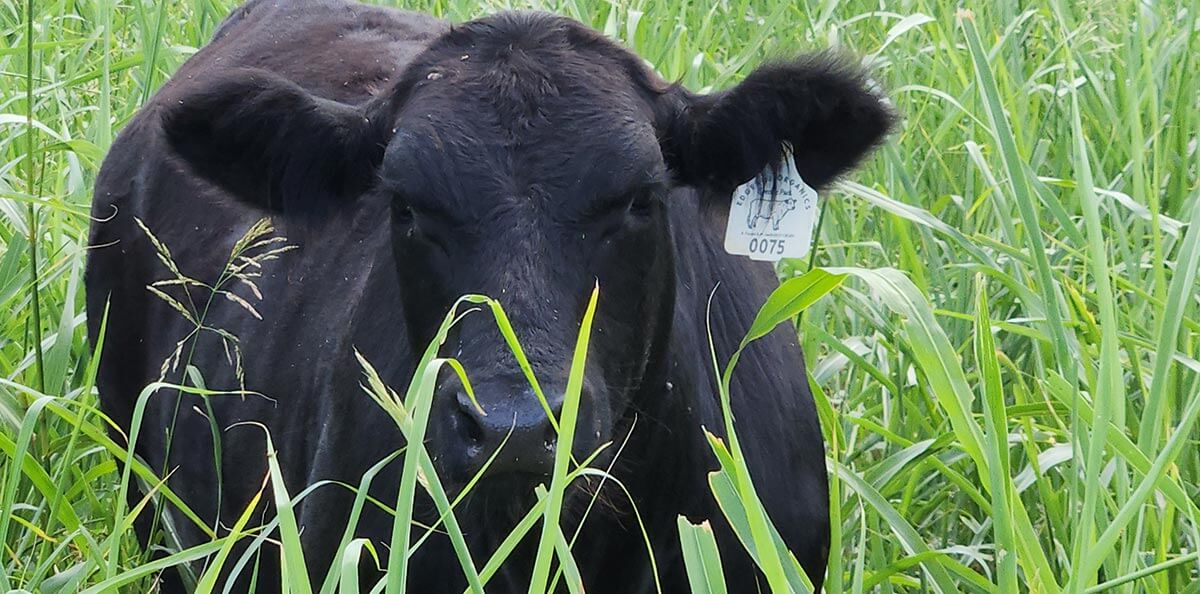 A cow in a field of long grass