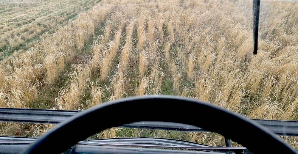 Organic farming - view of spelt field from the tractor