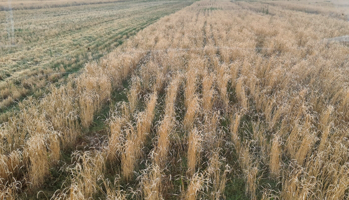 Spelt crop